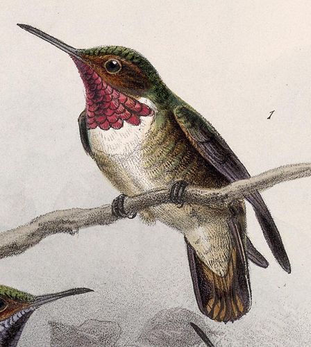 Glow-throated hummingbird